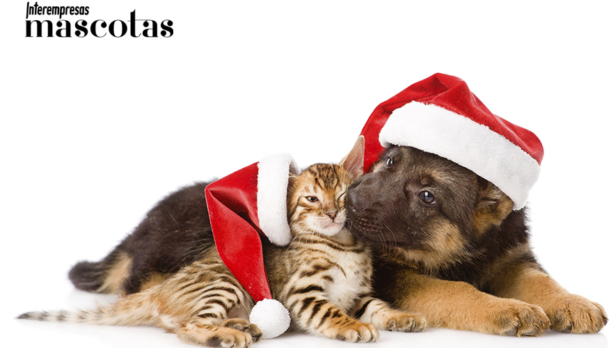 Los das festivos pueden ser estresantes para ellos, por lo que se recomienda anticiparse y mantener horarios...