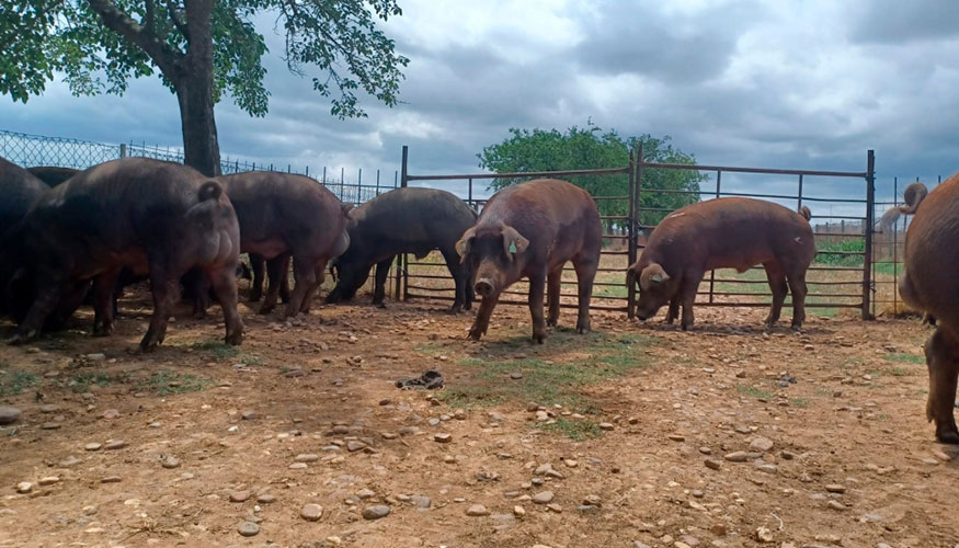 Cerdos de raza Duroc