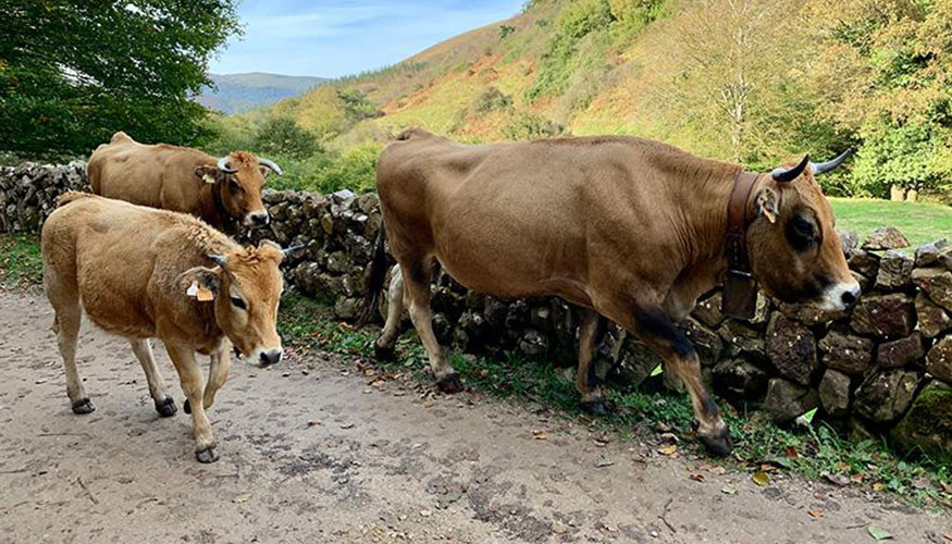 Reba�o vacuno en Cantabria