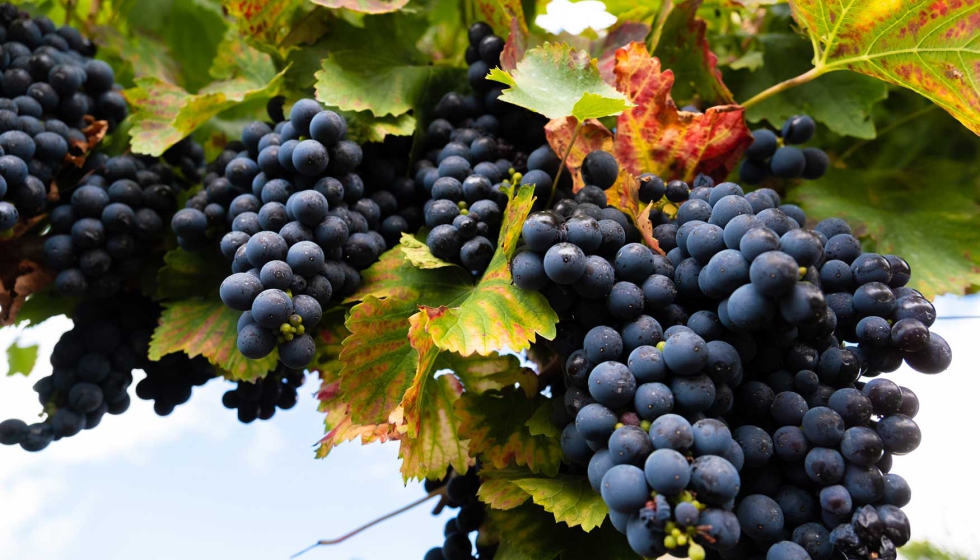 La vendimia finaliza en las cinco denominaciones de origen gallegas con cerca de 76 millones de kilos de uva recogidos...