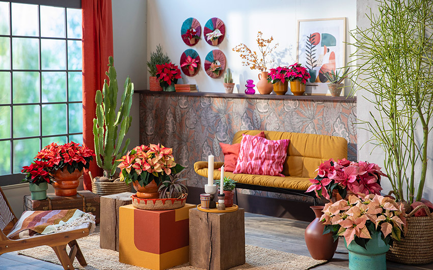 Para elegir una poinsettia saludable, es importante fijarse en el follaje denso y las pequeas flores en el centro de las brcteas...