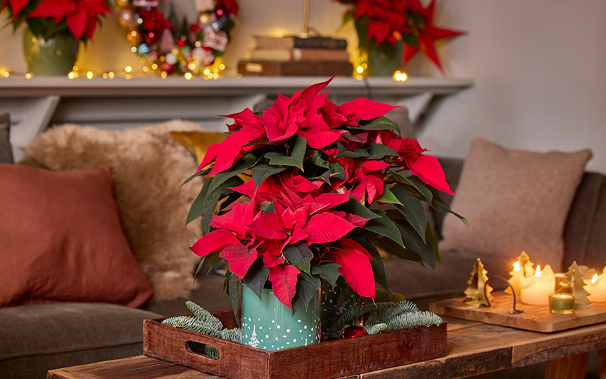 La fascinacin por la flor lleg a Europa gracias a los exploradores y naturalistas que documentaron su belleza y caractersticas...