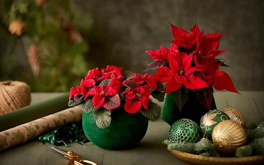 La poinsettia tambin puede disfrutarse en jarrones, aportando color y elegancia durante varias semanas