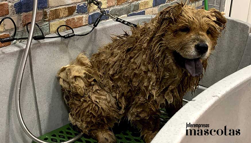 Cada sesin combina higiene, cosmtica adecuada y tcnicas avanzadas para garantizar la salud y el bienestar del peludo