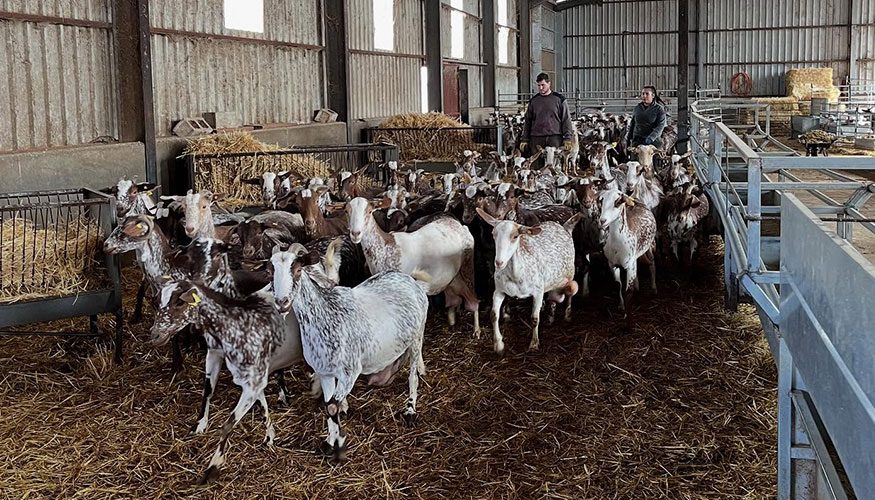 Nueva ganadera de la raza Florida