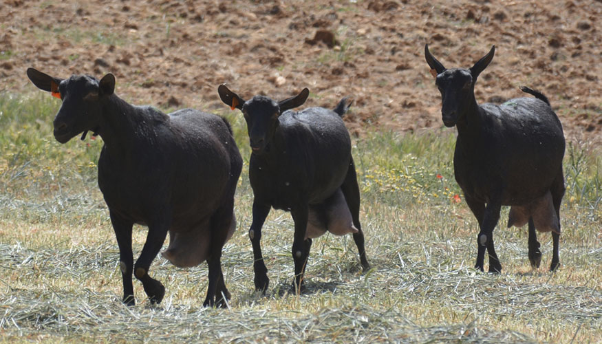 Ejemplares de raza Murciano-Granadina