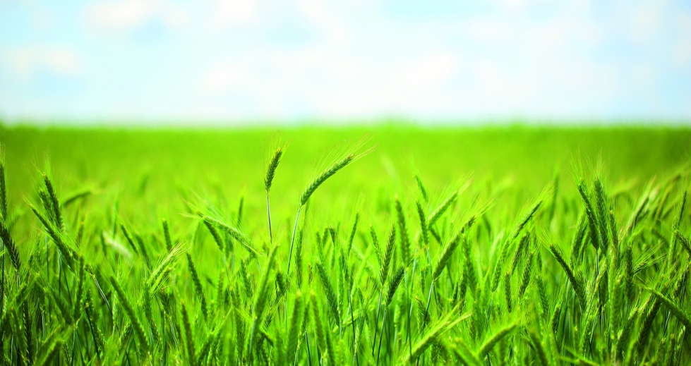 El enfoque inicial de la colaboracin entre ambas compaas ser combatir las principales enfermedades del trigo como la septoriosis y la roya...