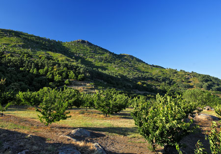 La produccin de la cereza en el Jerte ha modificado el paisaje inicial de la zona...