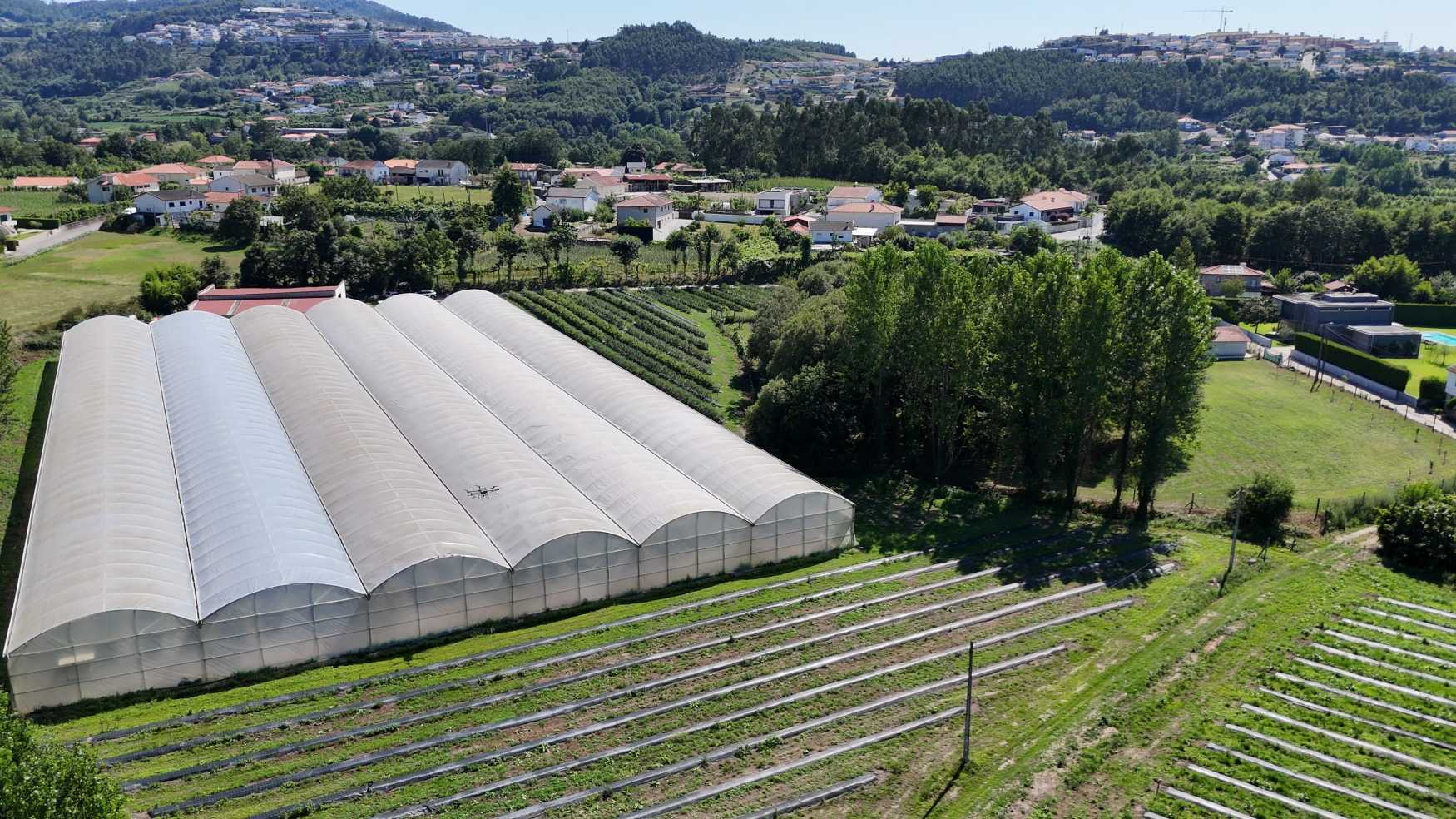 Figura 2 � Campos de ensaio da Bfruit