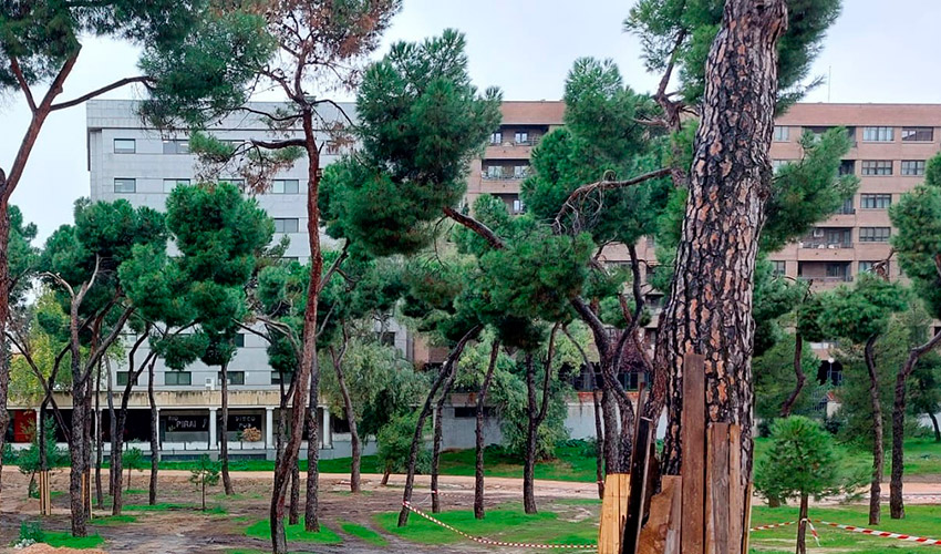 Zona arbolada en Pinar del Rey