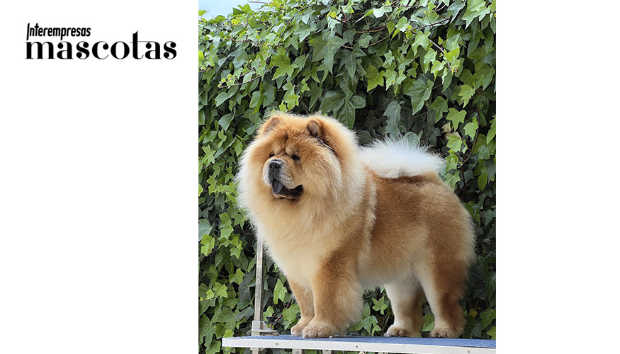 Multi CH Gran Capitn de Los Granadillos