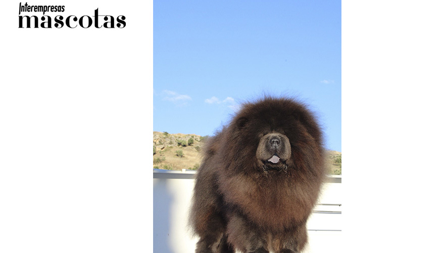 Van Gogh de Los Granadillos