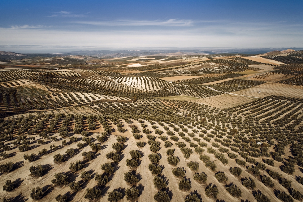 El cultivo de olivar ocupa el 40% del total de la superficie de agricultura ecolgica permanente, con Andaluca como lder nacional...