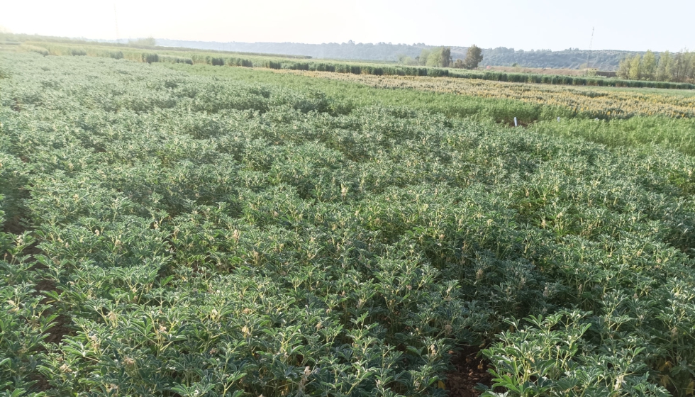 Campo de cultivo 'Lupinus albus'