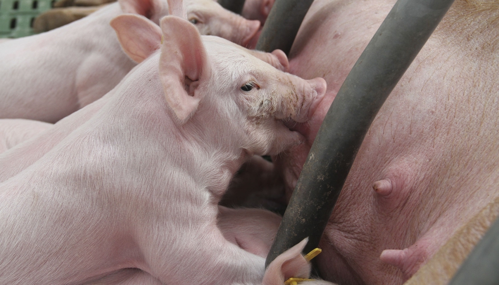 Interior de una granja porcina