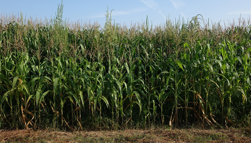 En Catalu�a, la provincia m�s afectada es Lleida, con importantes infestaciones en parcelas de esos mismos cultivos...