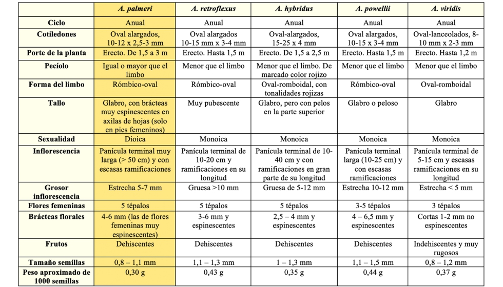 Tabla 1. Comparaci�n de caracteres entre las especies silvestres de Amaranthus presentes en Espa�a m�s similares a A...