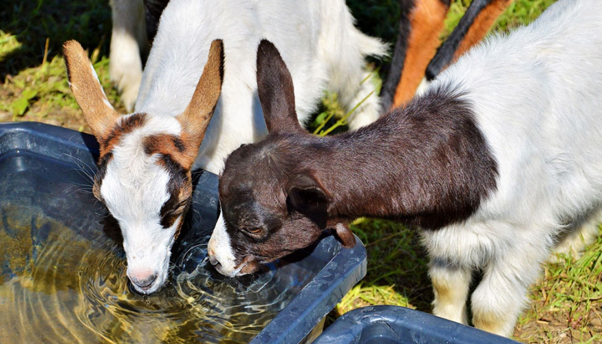 Cabritos tomando agua