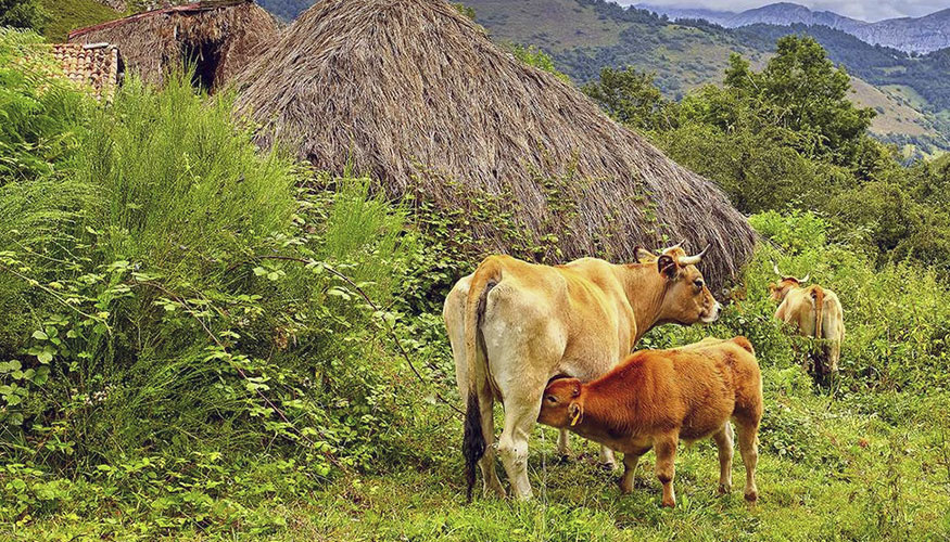 Ejemplares de ganado vacuno en Asturias