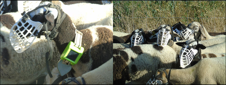 Imagen 2. Oveja con collar GPS incorporado (izquierda) y con bozales para acceder a la superficie de pastoreo (derecha)