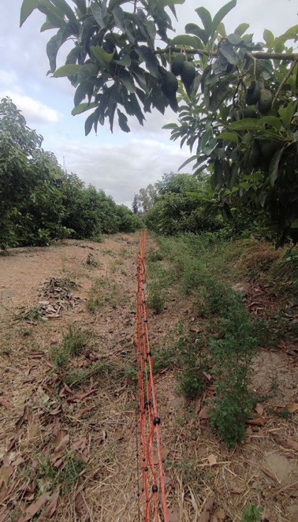 Imagen 3. Diferencia entre dos recintos, el de la izquierda pastoreado y el de la derecha no, separados por el pastor el�ctrico...