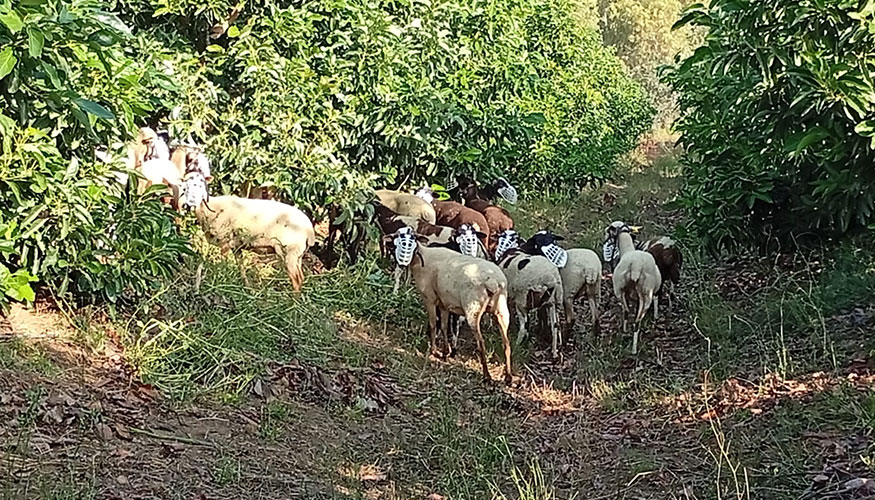 Imagen 4. Reba�o de ovejas pastando en el cultivo de aguacate ecol�gico