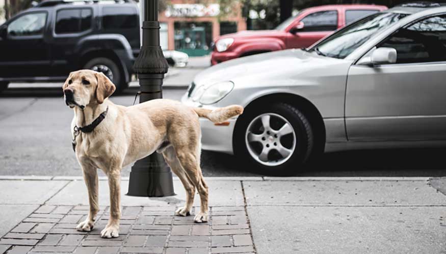 El creciente nmero de perros en las ciudades hace necesario implantar medidas que prevengan el deterioro de las columnas de alumbrado pblico...