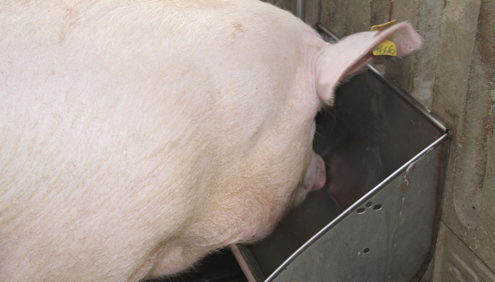 Ejemplar porcino en un bebedero de una granja