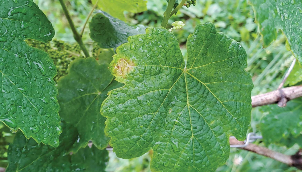Hoja afectada por el mildiu