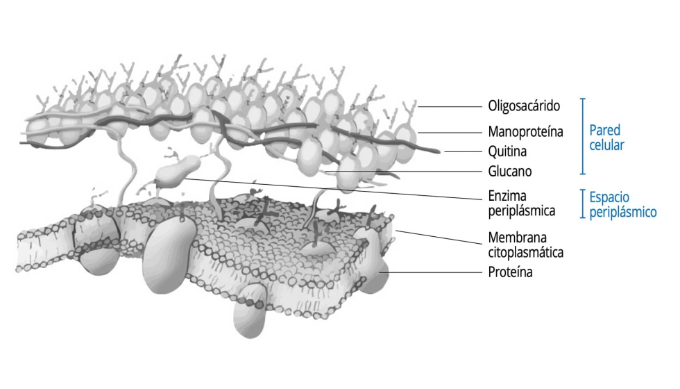 Procesos de aut�lisis, la degradaci�n enzim�tica de la c�lula