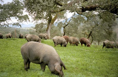 El Consejo regulador D.O.P Dehesa de Extremadura certifica nicamente jamones y paletas de cerdos ibricos
