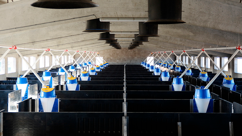 En porcino, los sistemas de climatizacin y ventilacin ms innovadores reducen el consumo energtico hasta en un 30%, mejorando la salud animal...