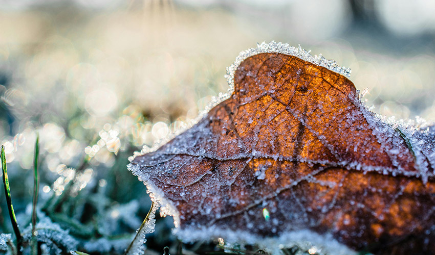 Un jardn helado muestra por qu es clave drenar y purgar los sistemas de riego antes del invierno