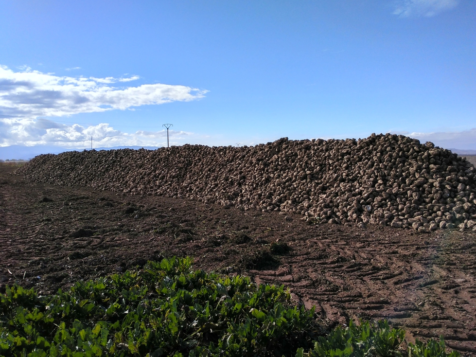 Ya se han cosechado cerca de 3.300 hectreas de remolacha, lo que supone el 34% de la superficie total sembrada en el norte para Azucarera...