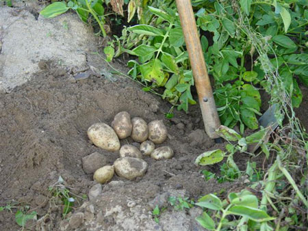 La patata de Prades se siembra en terrenos situados a 1.000 metros, abonados de forma equilibrada. Foto:www.prades.info