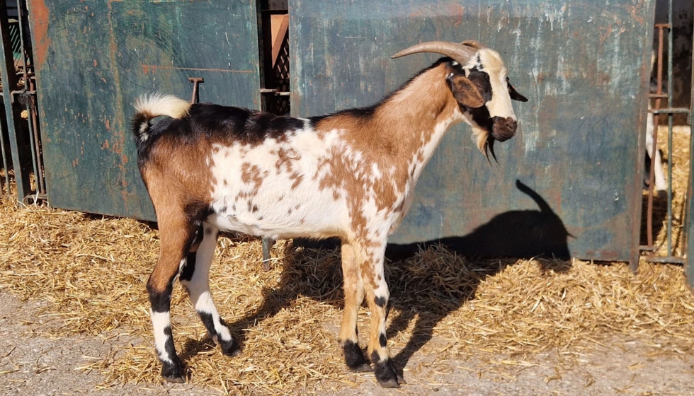 Macho de raza Payoya