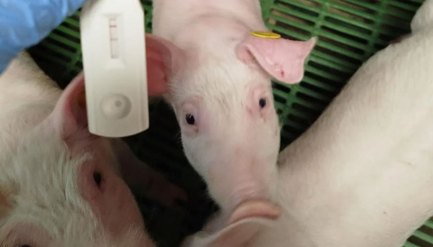 Ganado porcino en una explotacin ganadera