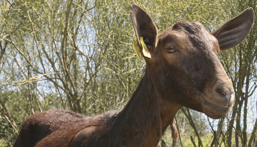 Ejemplar de la raza caprina Murciano-Granadina