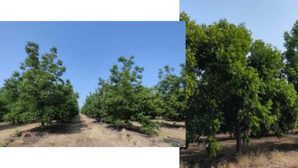 Figura 2. Cultivo de nogales (izquierda) y pecanos (derecha)