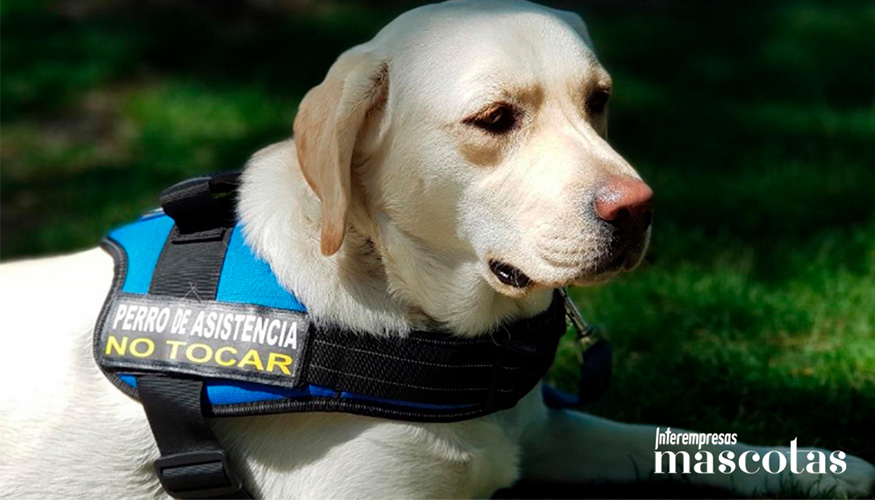 Los perros de asistencia actan como un factor transformador en la autoestima...