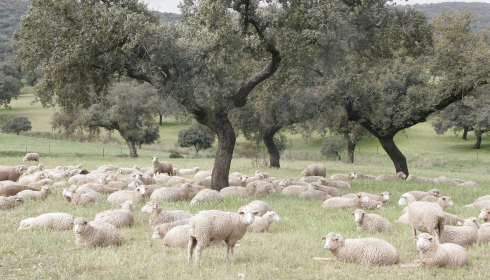 Rebao de raza Merina en extensivo