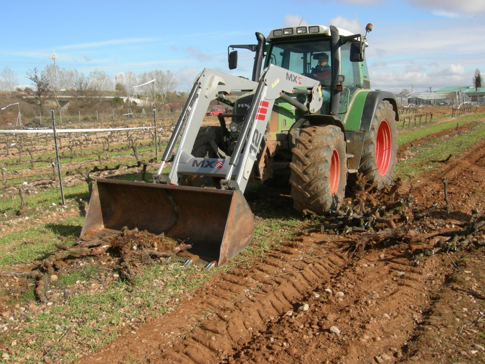 Retirada de cepas arrancadas