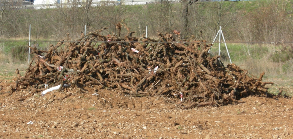 Amontonamiento de cepas arrancadas