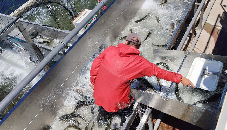 Piszolla se especializa en el cultivo de trucha arcoris, con 9 piscifactoras en Espaa