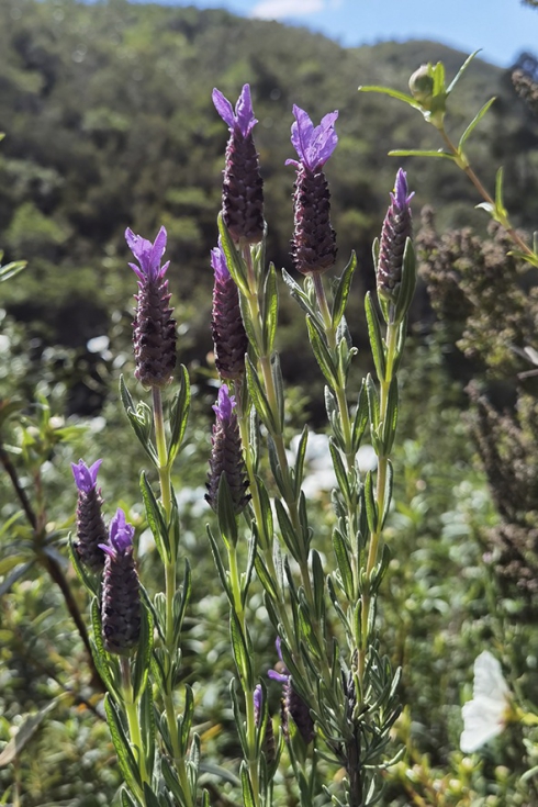 Fotograf�a 1. Lavanda de Sevilla