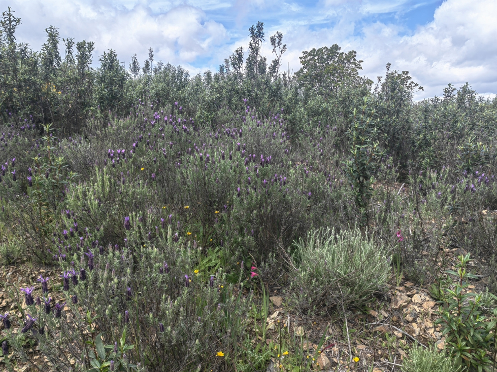 Fotografia 2. Poblaci�n silvestre de Lavanda de Sevilla. (Hornachos, Badajoz)
