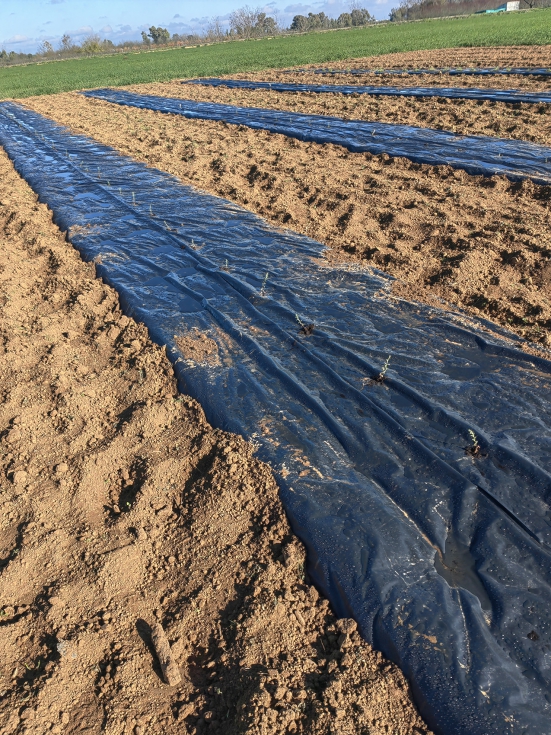 Fotograf�a 3. Instalaci�n cultivo experimental