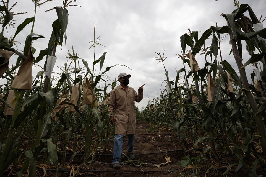 Un campo de cultivo de ma�z en Texcoco, M�xico. Foto: EFE/Jos� M�ndez