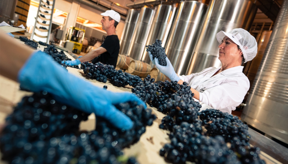 Selecci�n de uva en Bodegas Luz�n