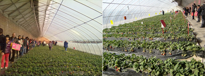 Visit to the classical greenhouses solar Chineses